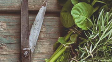 COMO USAR AS ERVAS M�GICAS DE FORMA SIMPLES